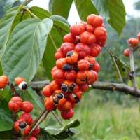 Guaranaextrakt in Bio-Qualität mit 10 % Koffein (vegan)
